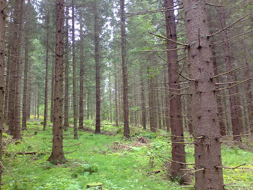 trees forest spruce