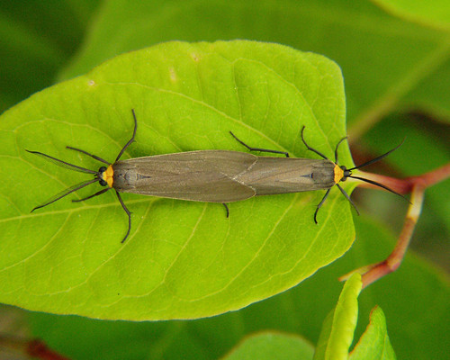 macro nature animal insect moth