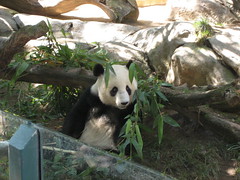 Panda eating 