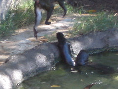 Otters messing with the monkeys 