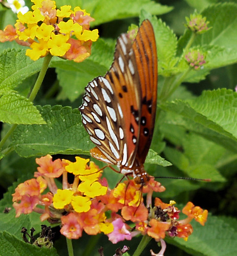 flower butterfly bug alabama insects troy lantana