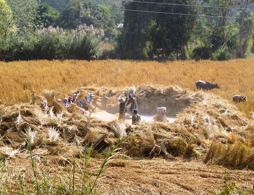 FAP workshop fieldtrip - winnowing rice straw