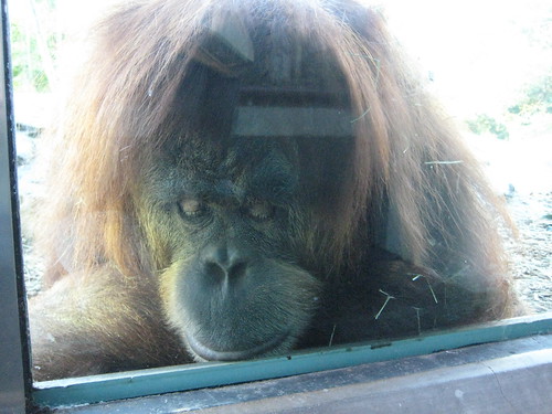 orangutan, ape, red, hairy, simian, mammal,… IMG_0613.JPG