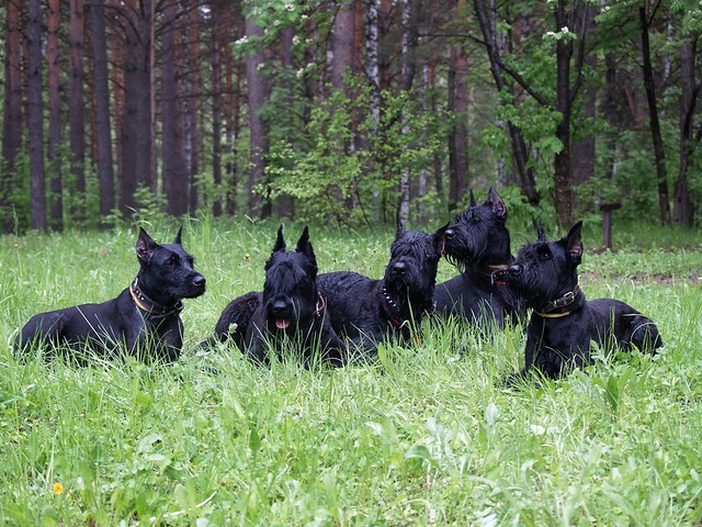 5 Giant Schnauzers at once.