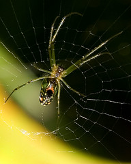 Araña - Spider