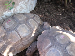 More tortoises 