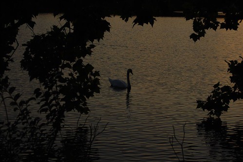 morning sun birds sunrise notredame swans notre dame southbend