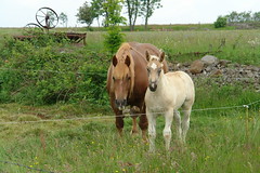 Horse and foal above Mons - Photo of Cussac