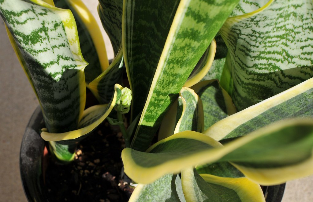 8 Hard-to-Kill Houseplants For a Cursed Green Thumb