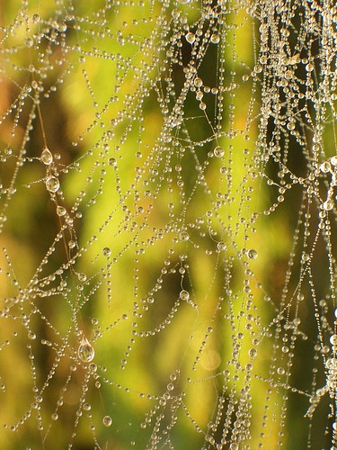 water sunrise beads spiderweb