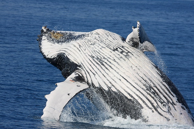 Photography Dream Inspiration: Hervey Bay Whales 