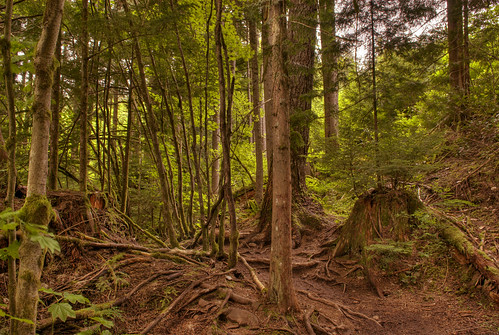 trees forest bc roots squamish hdr garibaldihighlands 200705270116