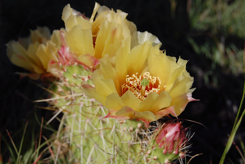 cactus cacti hug your flowering