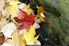 autumn leaves on a mossy rock 