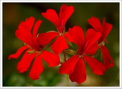 Fleur rouge de Géranium