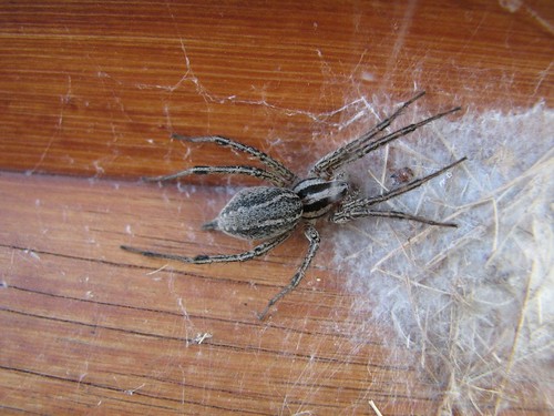 macro canon spiders northdakota sawyer supermacro s3is