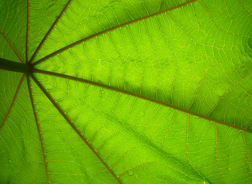 plant green nature closeup garden leaf castor