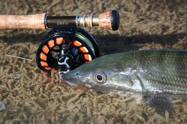 Pro Tips: How to Quickly Measure a Fish - Orvis News