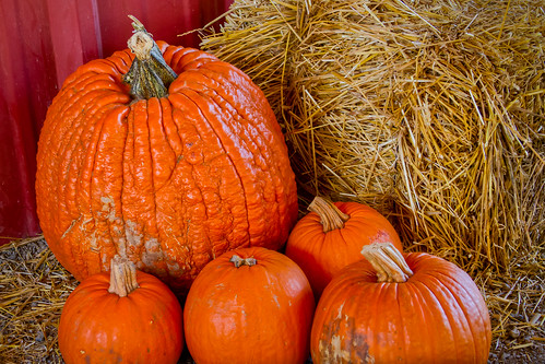 usa canon texas pumpkins celina creativecommons hay hdr lightroom 3xp canonef28135mmf3556isusm photomatix tonemapped 2ev tthdr realistichdr detailsenhancer canoneos7d pumpkinspatch