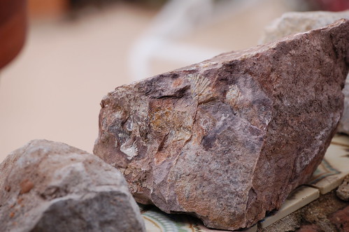 arizona nature rock fossil mineral brachiopod crinoid winkelman
