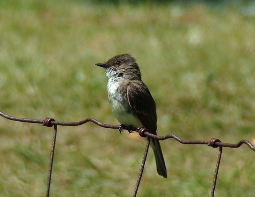 easternphoebe flycatcher