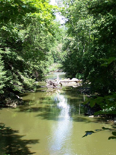 ohio green creek forest vert arbre millcreekpark