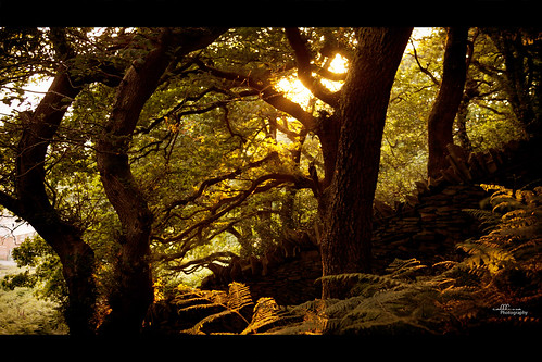 wood trees sunset summer sun wales forest woodland wednesday landscape warm treforest ferns pontypridd 365project callissacaffull