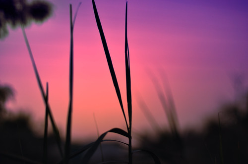 sunset 50mm nikon purple bokeh blades d90 14d