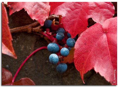 blue red fall wall nikon colours berries vine virginiacreeper colorphotoaward d3000