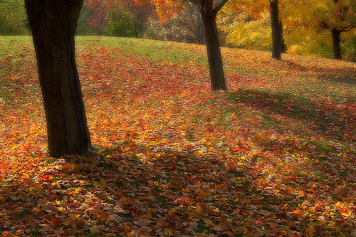 autumn trees red orange toronto ontario canada tree green fall leaves yellow leaf blackcreekpioneervillage fallfoilage canoneos5dmarkii
