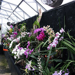 Clear Span Glasshouse