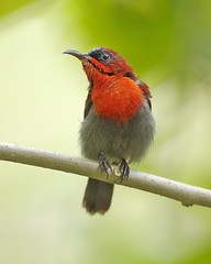 Crimson Sunbird sitting pretty