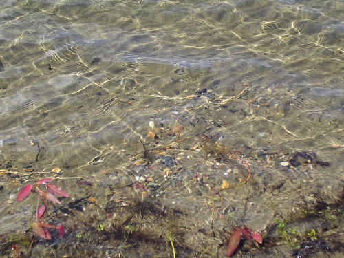 summer lake beach water leaves outdoors sand rocks pebbles shore nesslake