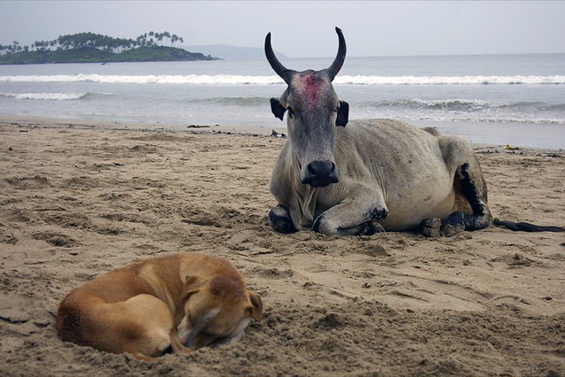 Holy cow and dog, Palolem, Goa, India.