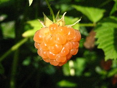 Golden Raspberry 