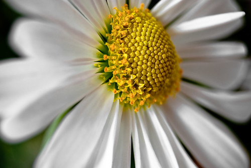 macro wisconsin spring nikon nikkor chrysanthemum 2010 extensiontube kenko dousman d40x 1855mmf3556gedii whitedaisychrysanthemum
