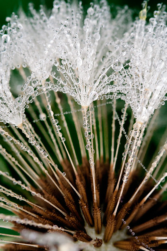 flower macro reflection clock nature water closeup garden drops 100mm dandelion jewels jewelled extensiontubes macrosdenaturaleza