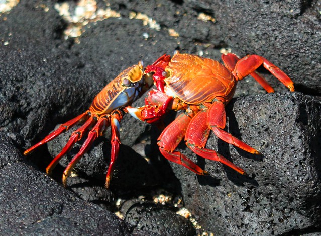 Sally Lightfoot Crabs Fighting | Flickr - Photo Sharing!