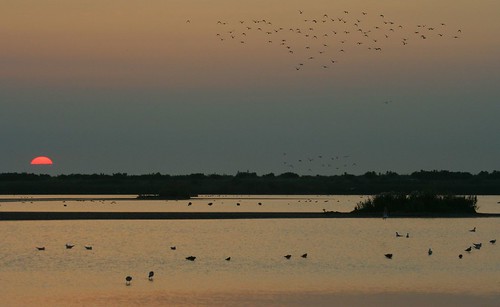 sky water birds sunrise wildlife