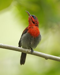 Crimson Sunbird (Aethopyga siparaja siparaja) calling