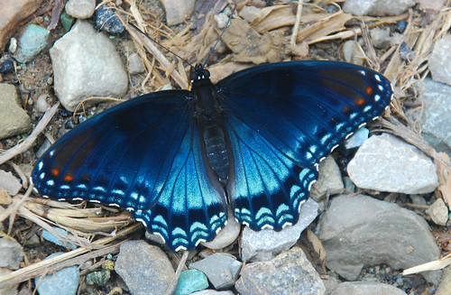 macro butterfly redspottedpurple july2010 rauchroad
