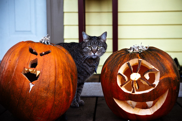 Pumpkin/cat/pumpkin