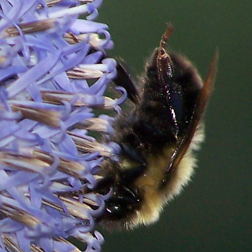 vermont bumblebee newport bombus oasispetresort