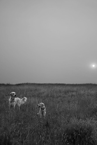 blackandwhite bw dogs goldenretriever calvin calvinandhobbes hobbes ©tylerknottgregson