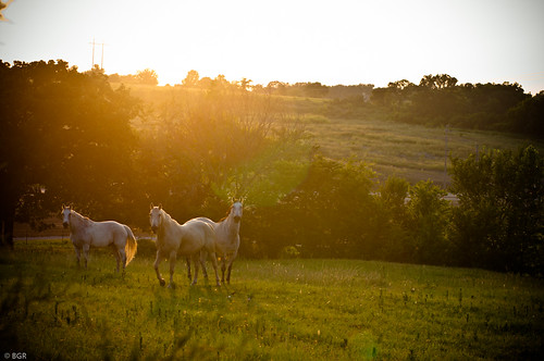 sunset horses sun green field grass jenksranch