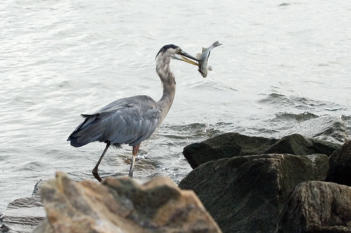 heron fish chesapeakebay greatblueheron ardeaherodias featheryfriday sandypointstatepark maryland excellence naturesfinest specanimal avianexcellence supershot