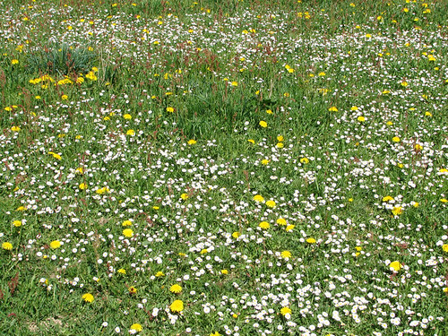 flowers austria spring meadow april swq 2007 mühlviertel takenbysylvia