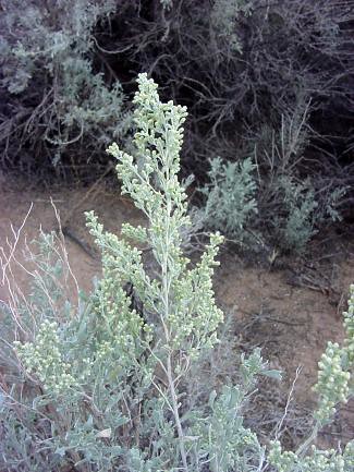 Wild Desert Sage | Flickr - Photo Sharing!