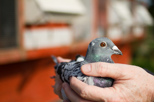 ireland bird hands pigeon