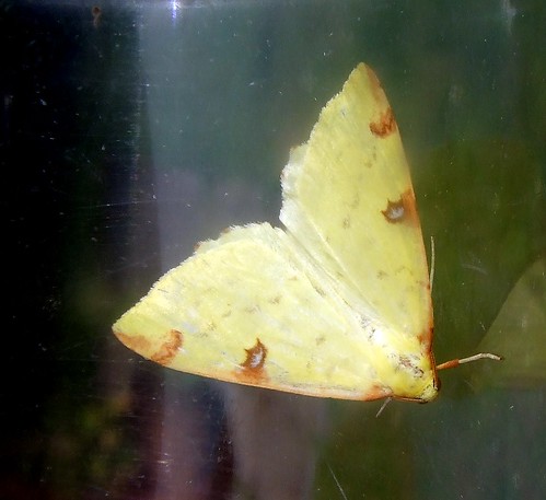 uk england geotagged moth